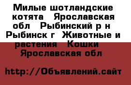 Милые шотландские котята - Ярославская обл., Рыбинский р-н, Рыбинск г. Животные и растения » Кошки   . Ярославская обл.